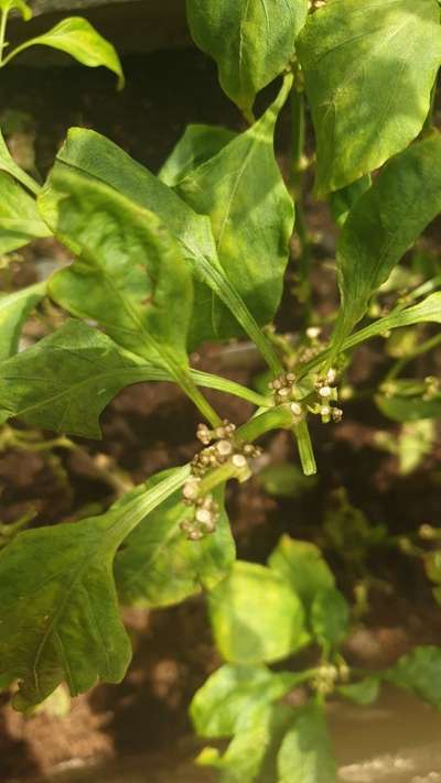 Nematodes - Capsicum & Chilli