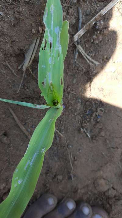 ಫಾಲ್ ಸೈನಿಕ ಹುಳು (ಫಾಲ್ ಆರ್ಮಿ ವರ್ಮ್) - ಮೆಕ್ಕೆ ಜೋಳ