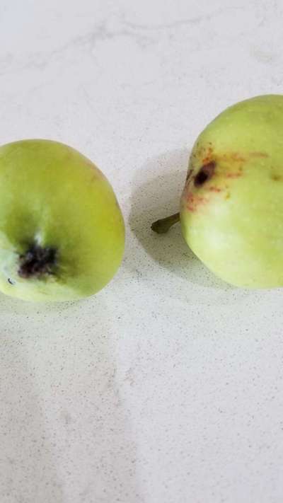 Codling Moth - Apple