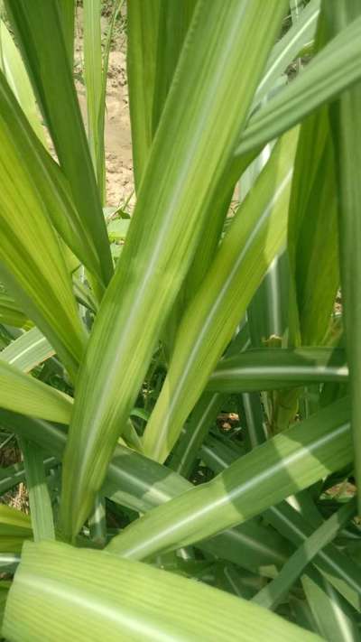 Magnesium Deficiency - Sugarcane