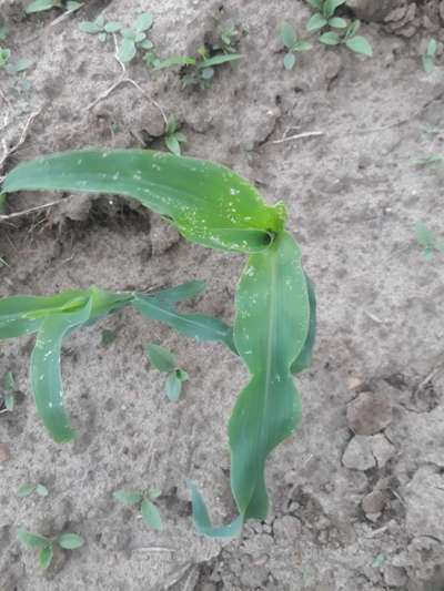 ಥ್ರಿಪ್ಸ್ ನುಸಿ - ಮೆಕ್ಕೆ ಜೋಳ