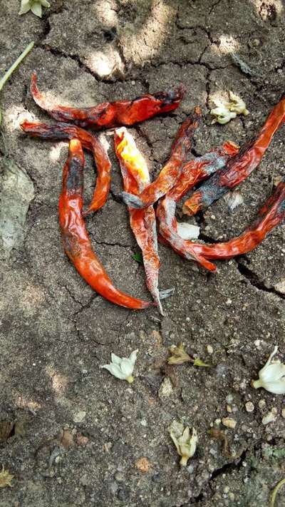 Powdery Mildew - Capsicum & Chilli