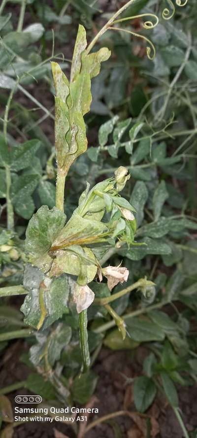 Powdery Mildew - Pea