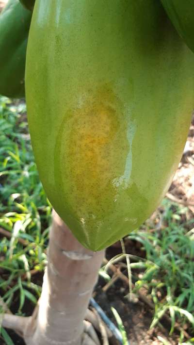 Antracnosis de la papaya y el mango - Papaya