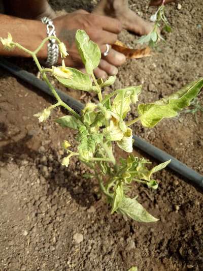 Aphids - Tomato