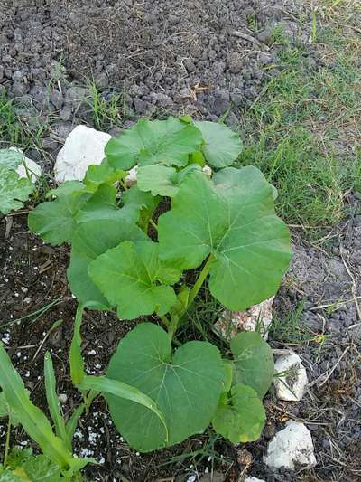 Leaf Miner Flies - Pumpkin