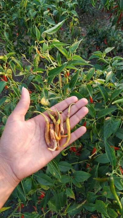 Bacterial Soft Rot of Pepper - Capsicum & Chilli