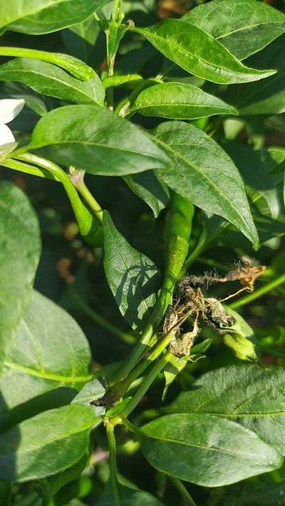 Wet Rot - Capsicum & Chilli