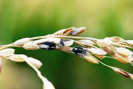 Bacterial Panicle Blight - Rice