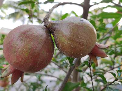 Aphids - Pomegranate