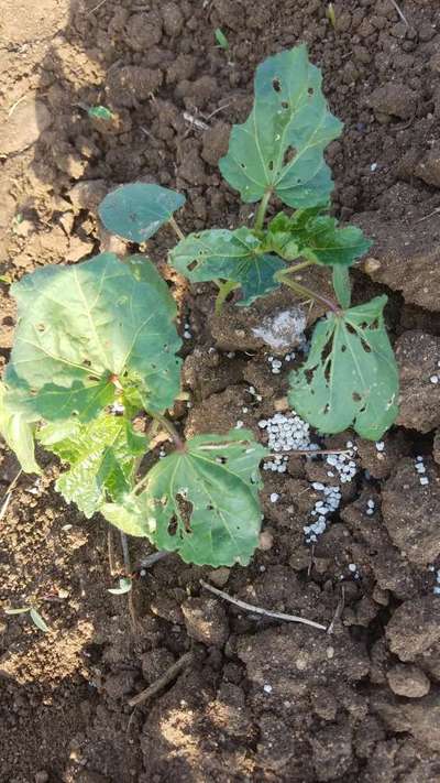 Flea Beetles - Okra