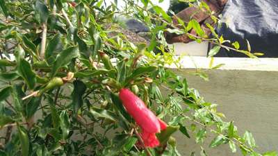 Boron Deficiency - Pomegranate