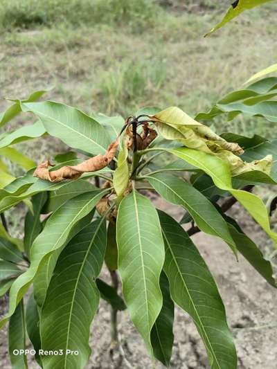 Mango Dieback Disease - Mango