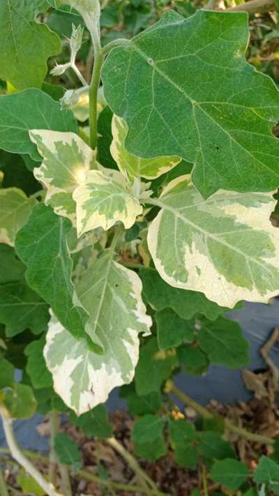 Leaf Variegation - Brinjal