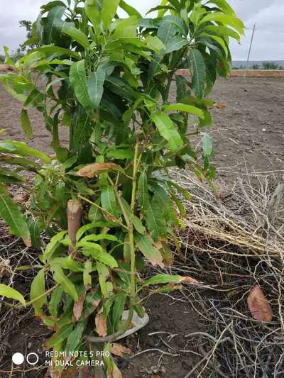 ಪೊಟ್ಯಾಸಿಯಮ್  ಕೊರತೆ - ಮಾವು