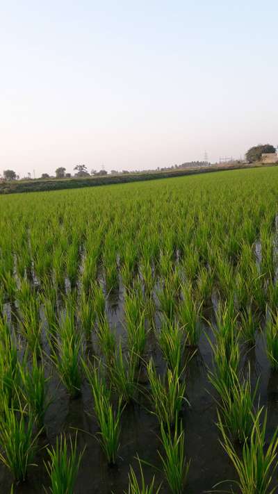 ಹಳದಿ ಕಾಂಡ ಬೋರರ್ - ಭತ್ತ