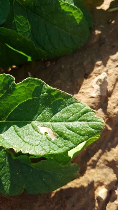 Tomato Leaf Miner - Potato