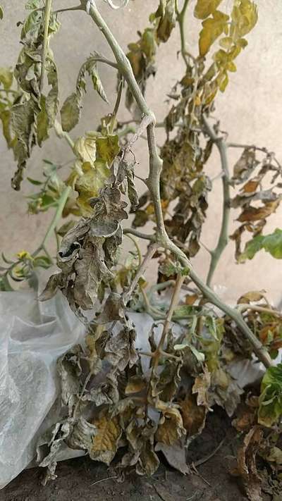 Fusarium Wilt - Tomato