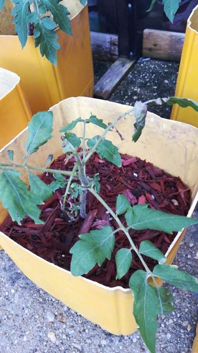 Tobacco Caterpillar - Tomato