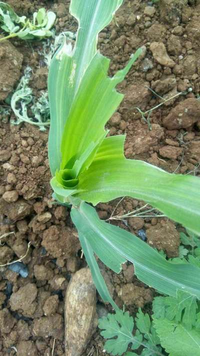 ಫಾಲ್ ಸೈನಿಕ ಹುಳು (ಫಾಲ್ ಆರ್ಮಿ ವರ್ಮ್) - ಮೆಕ್ಕೆ ಜೋಳ