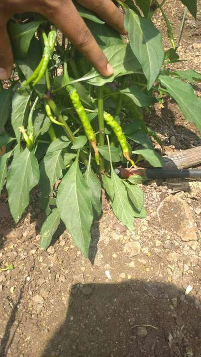 Alternaria Black Spot and Fruit Rot - Capsicum & Chilli