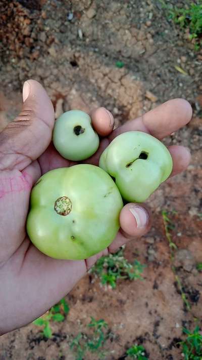 Tomato Catface - Tomato