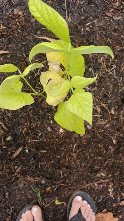 Nitrogen Deficiency - Bean