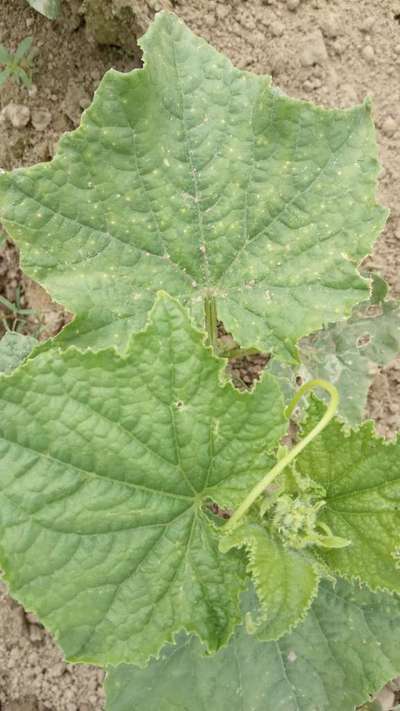 Downy Mildew of Cucurbits - Cucumber