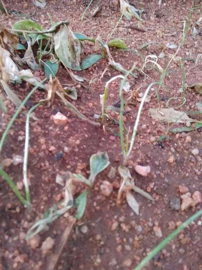 ಕಳೆ ನಾಶಕ ಸುಡುವಿಕೆ - ಈರುಳ್ಳಿ