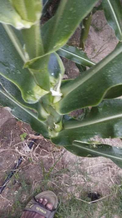 Zinc Deficiency - Maize