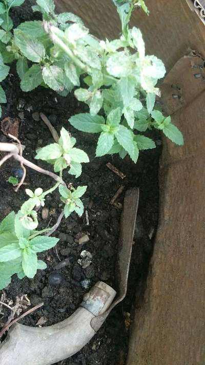 Powdery Mildew - Tomato