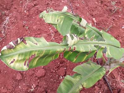 Leaf Blotch of Banana - Banana