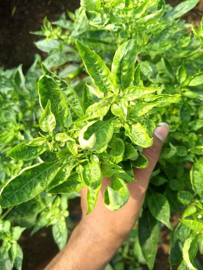 Chilli Thrips - Capsicum & Chilli