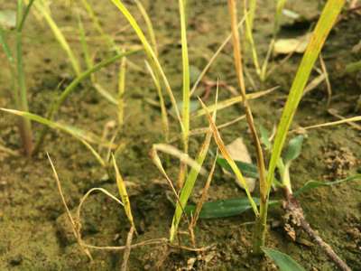 Nitrogen Deficiency - Rice