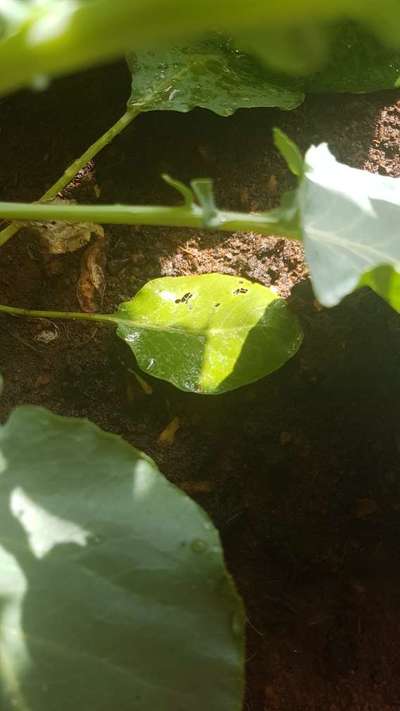 Flea Beetles - Cauliflower