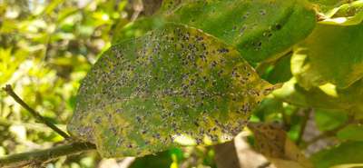 Cochenille Noire des Agrumes - Agrumes