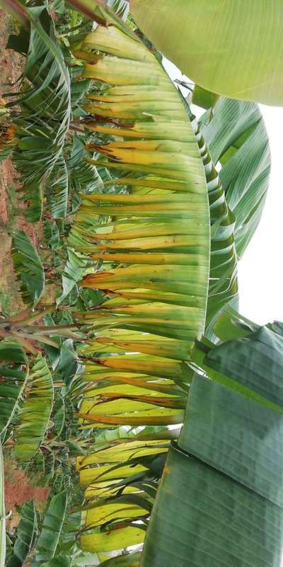 ಪನಾಮಾ ರೋಗ - ಬಾಳೆಹಣ್ಣು