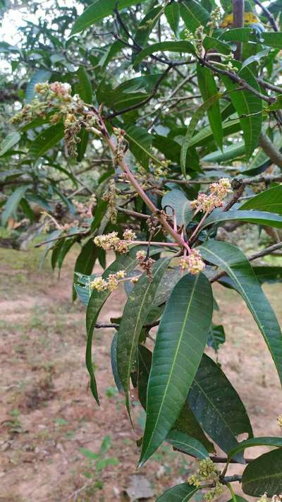 Hairy Caterpillars - Mango