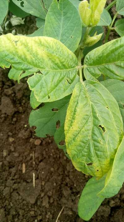 Flea Beetles - Soybean