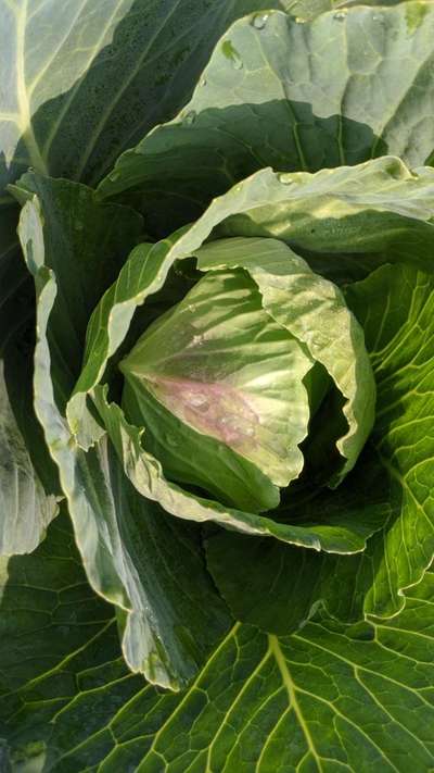 Nitrogen Deficiency - Cabbage