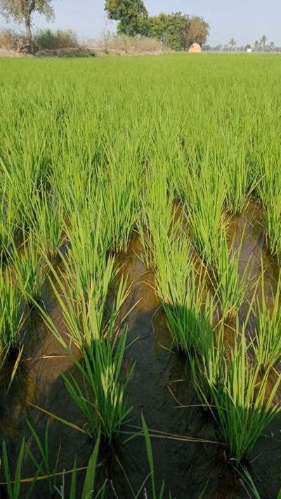 ಭತ್ತದ ದುಂಡಾಣು ಅಂಗಮಾರಿ - ಭತ್ತ