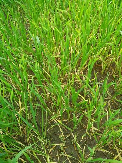 Nitrogen Deficiency - Wheat