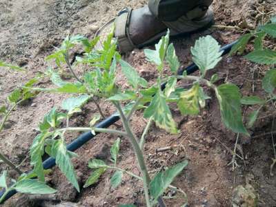 Leaf Variegation - Tomato