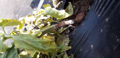 Podredumbre del tallo por Sclerotinia - Tomate