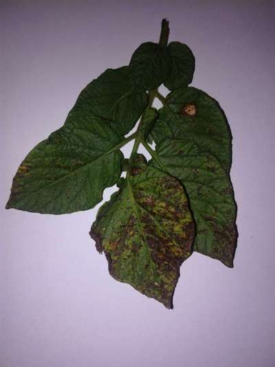 Potato Late Blight - Potato