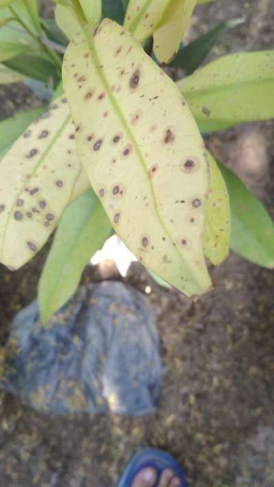 Chilli Cercospora Leaf Spot - Citrus