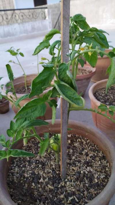 Leaf Curl in Tomato - Tomato