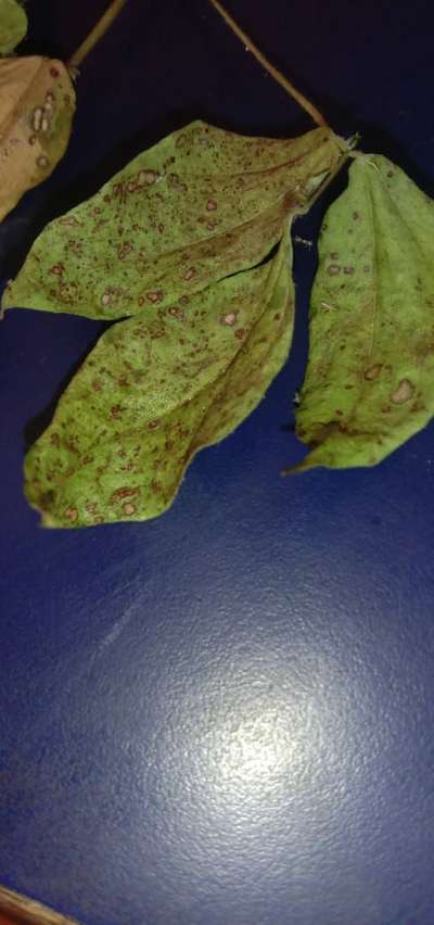 Cercospora Leaf Spot of Legumes - Black & Green Gram