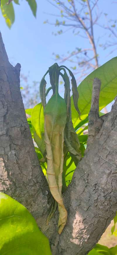 Mango Dieback Disease - Mango