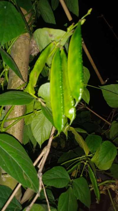 সাধারন লাল মাকড় - শিম